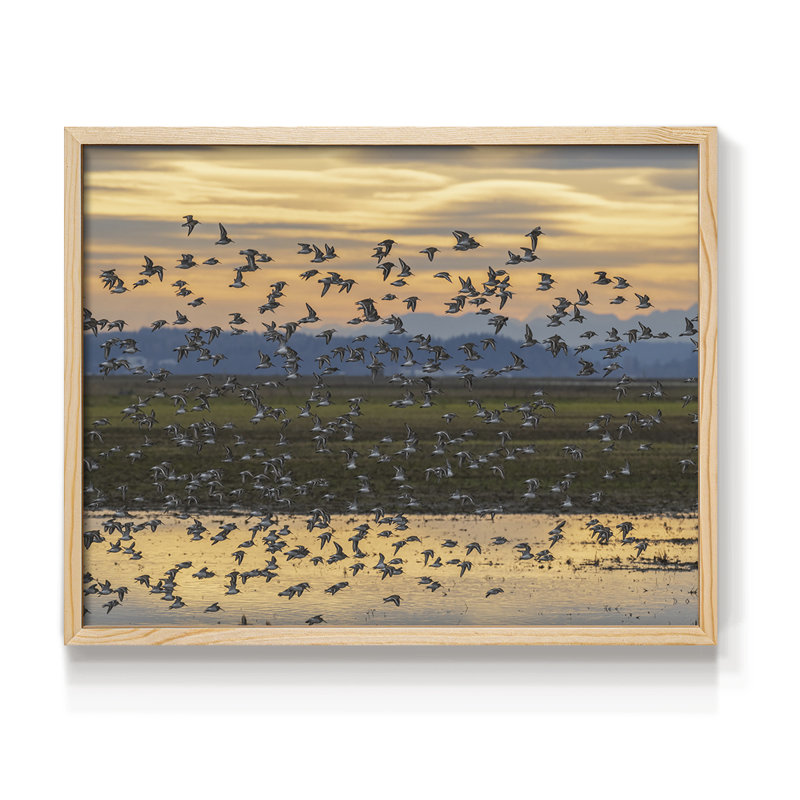 Sunset Flight -Framed Print - Restickable, 8" H x 10" W, Natural