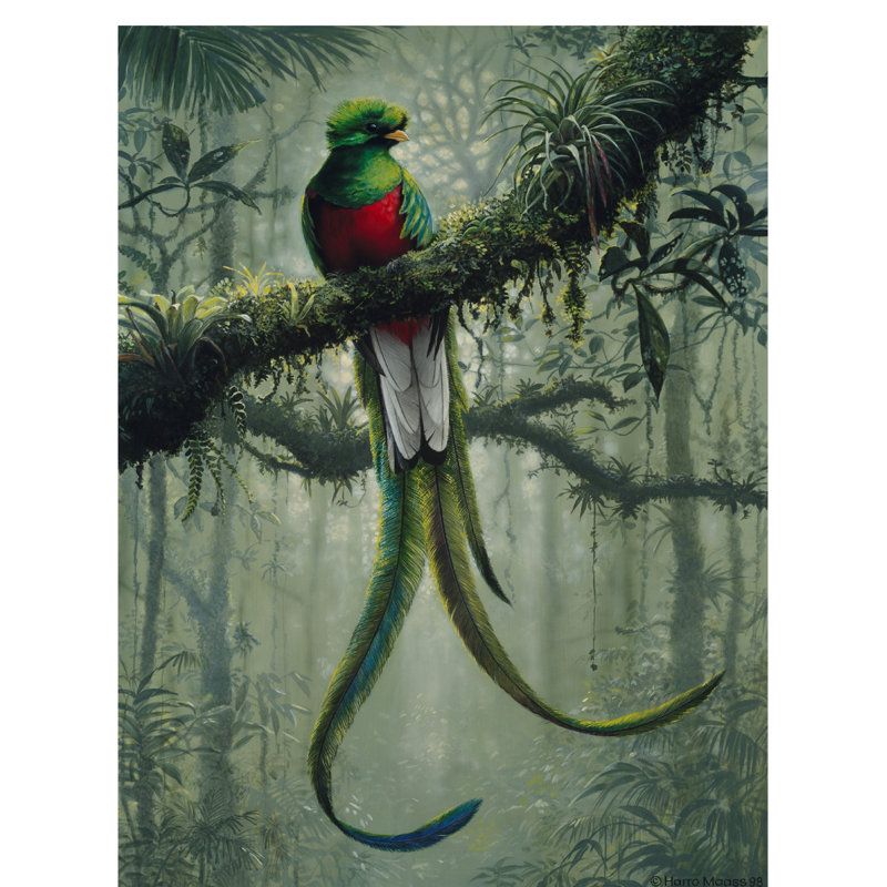 Resplendent Quetzal Green and Red Canvas Art 14x19