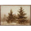 Pines In The Forest-639500861
