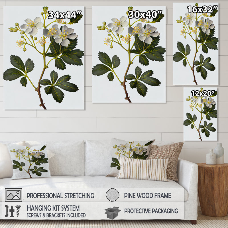" Blossoming Diphylleia Grayi On White ", 40" H x 30" W x 1.5" D, Wrapped Canvas