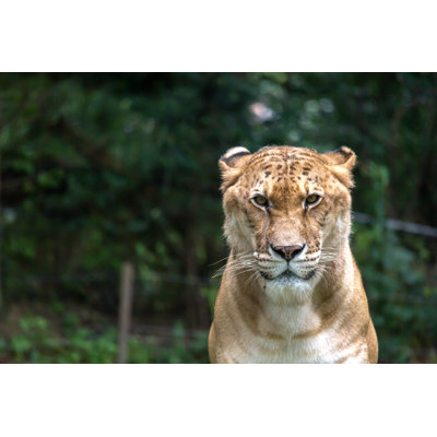 Tiger 1 Piece Wrapped Canvas Wall Art