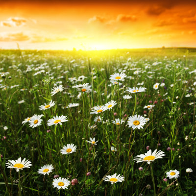Chonie Sunset Over Daisy Field - Wrapped Canvas Print