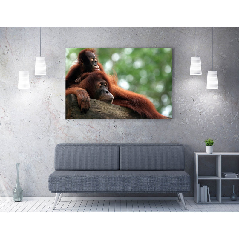 Orangutans Canvas Wall Art Picture Print, 40.64cm H x 60.96cm W