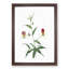 Flame Lily Flowers by Pierre-Joseph Redoute - Picture Frame Art Print-55609282-55609284