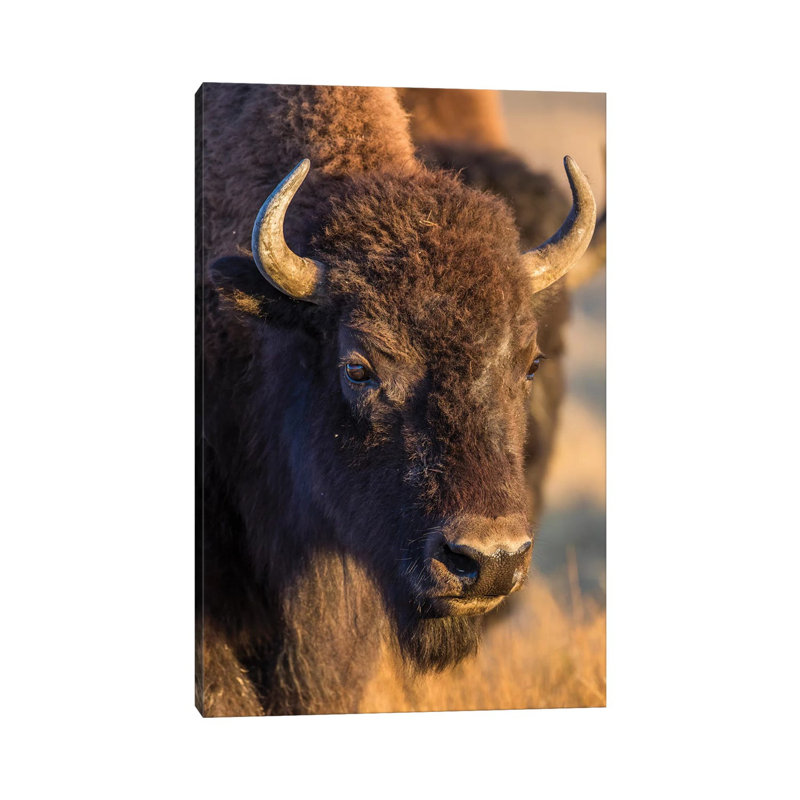 Usa, Wyoming, Yellowstone National Park, A Cow Bison. by Elizabeth Boehm - Wrapped Canvas Print