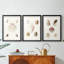 Pastel Knorr Shells IV - impression encadrée sur mesure de qualité supérieure - 3 pièces-51232296-51232298
