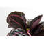 Calathea ''Dottie'' in Ceramic Planter