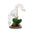 Real Touch Orchid with Succulent/Moss Arrangement in Teak Wood Mirror