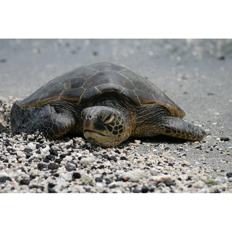 Sea Turtle par - Photographie de toile tendue, L 48 po x H 32 po