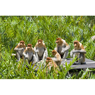 " Proboscis Monkeys "