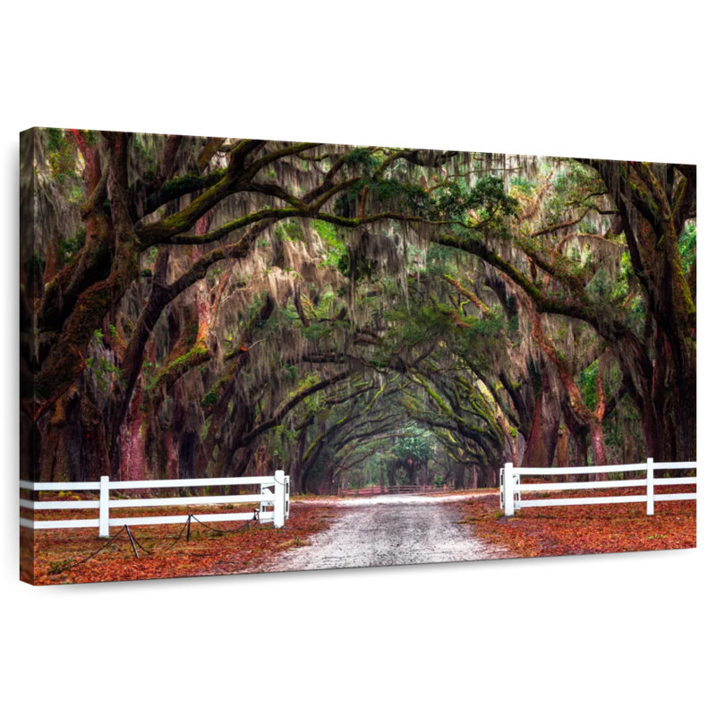 Arbres du site historique Ravi Wormsloe, H 30 po x l 45 po