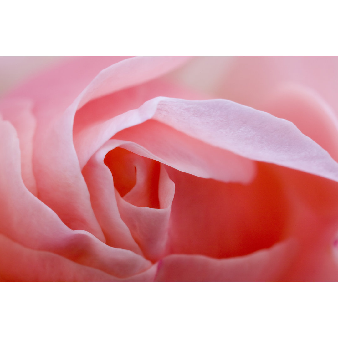 Detail Of A Pink Rose von Grafissimo - Leinwandbild