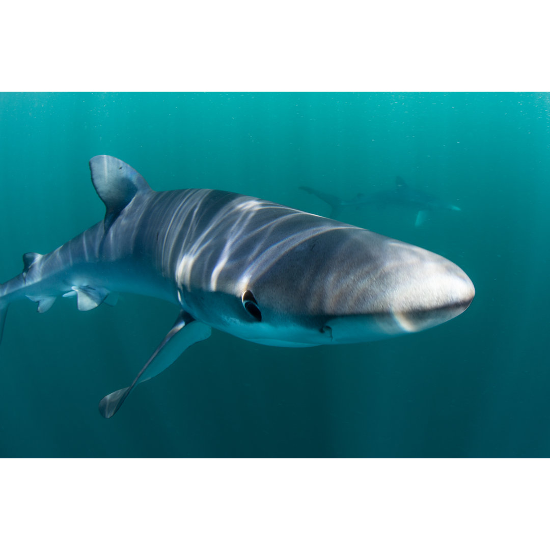Closeup Of Shark by Velvetfish - Wrapped Canvas Print