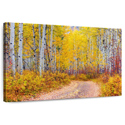 Alvord Aspen Forest Colorado