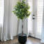 6' Artificial Laurel Tree