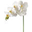 Phalaenopsis en serre 28 po -139132357