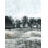 " Winter Forest Trees "