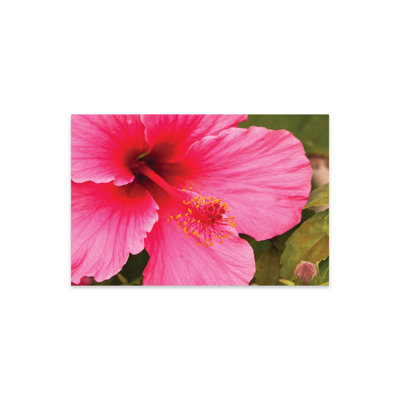 " Pink Hibiscus " by Shane Myers