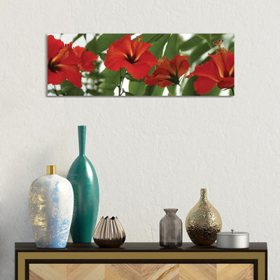 Close-Up of Red Hibiscus Flowers 1 Piece Wrapped Canvas Panoramic Wall Art