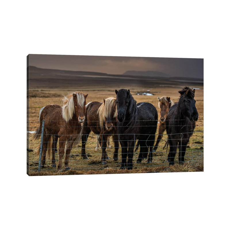 Icelandic Ponies by David Gardiner - Wrapped Canvas Print, 66.04cm H x 101.6cm W