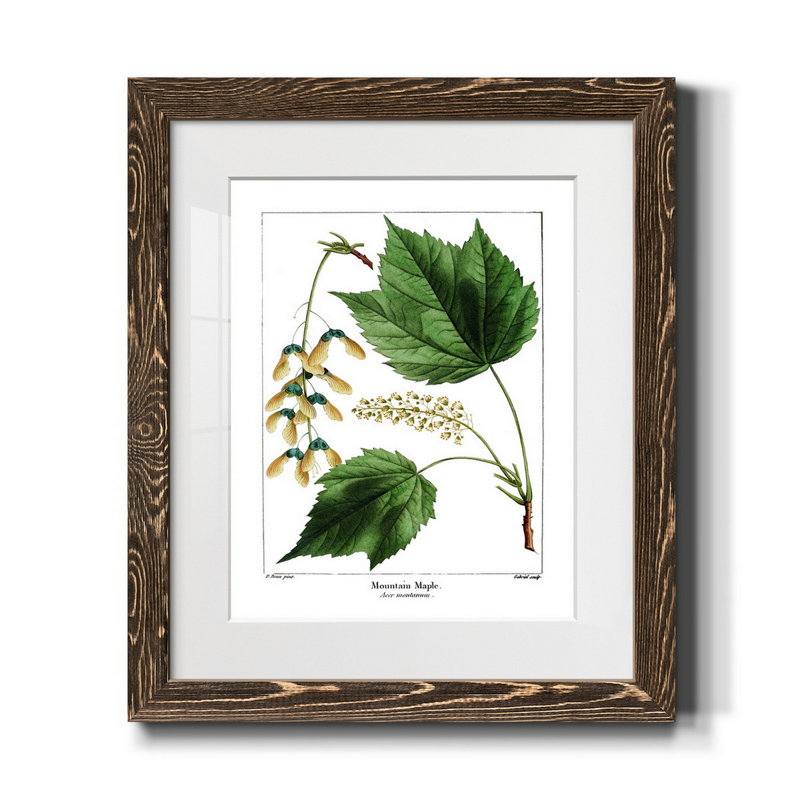 Érable des montagnes - Peinture encadrée sur papier, H 24 po x l 18 po x P 1,5 po, Noyer