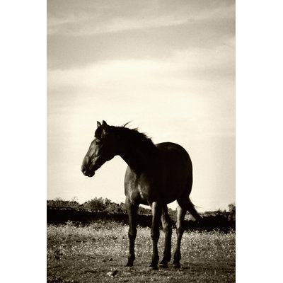 Portrait of Horse Standing in Field 1 Piece Wrapped Canvas Wall Art