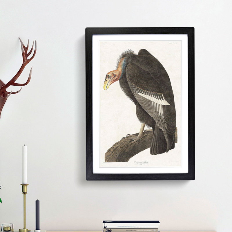 Californian Vulture by John Audubon - Picture Frame Painting Print, Black Framed, 48cm H x 36cm W x 2cm D