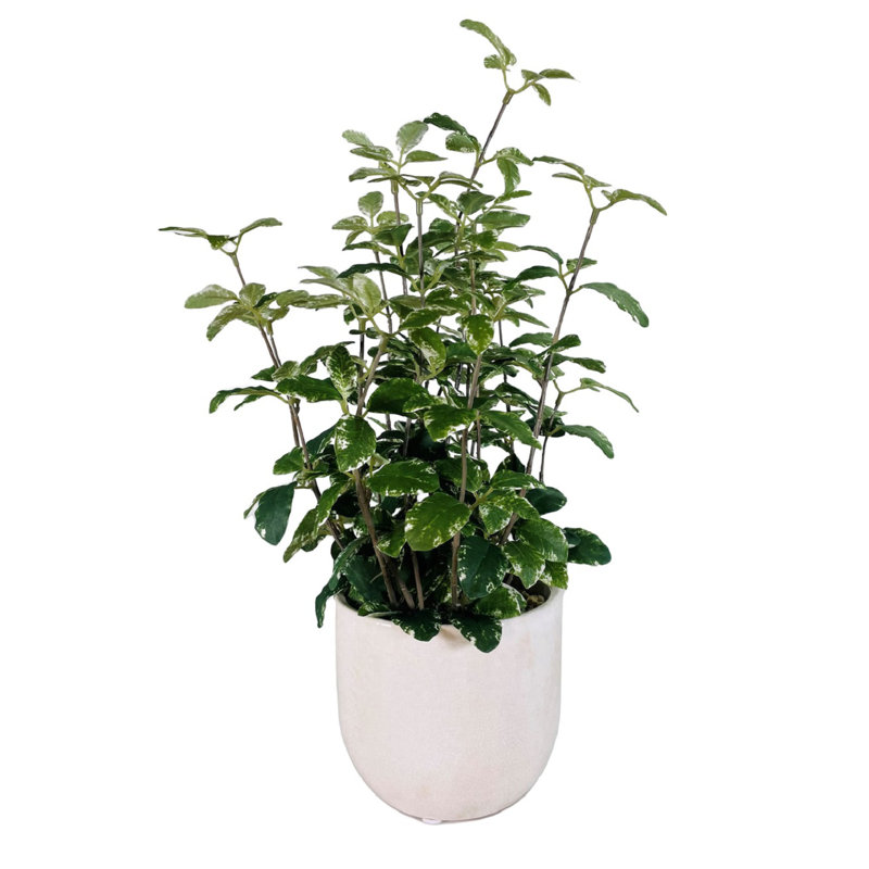 16.5'' Faux Foliage Plant in Ceramic Freestanding