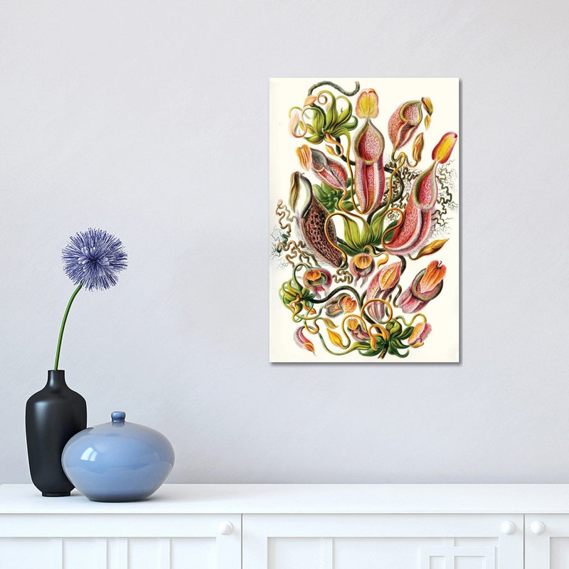 A Collection of Nepenthaceae (Illustration From Kunstformen der Natur), 1899 1 Piece Wrapped Canvas Wall Art