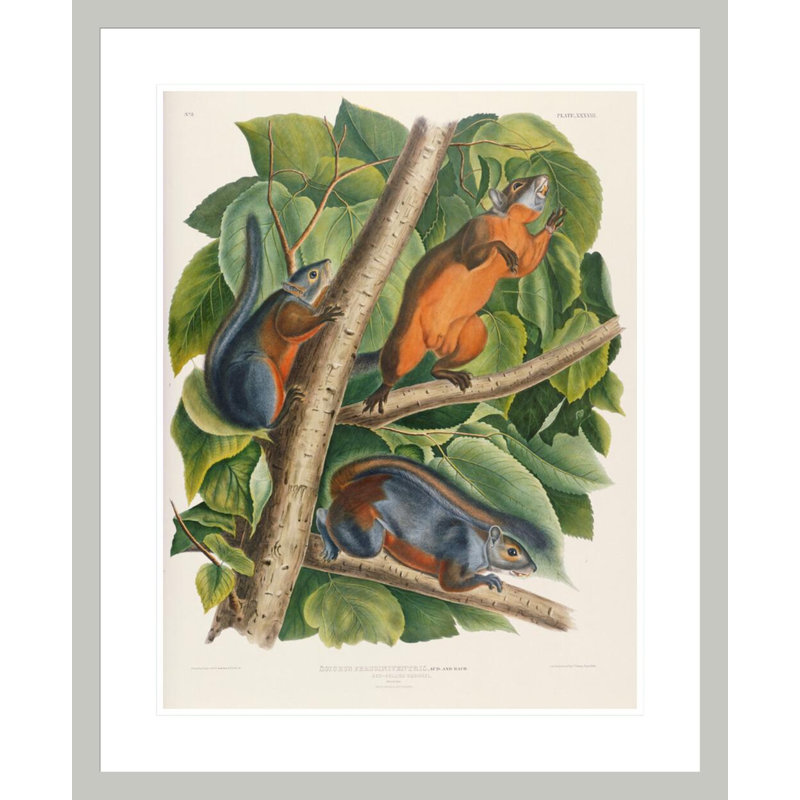 «Red-Bellied Squirrel» par John James Audubon - impression giclée sur cadre, 28.66" H x 23.5" W