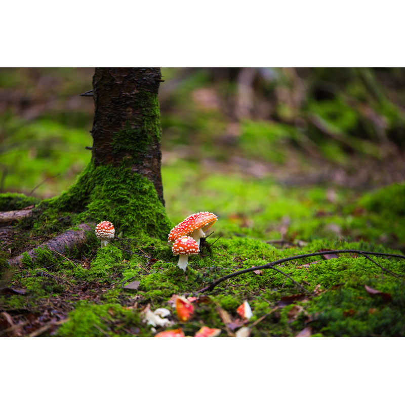 Red Amanita Muscaria by Caughtinthe - Wrapped Canvas Print, 61cm H x 91cm W