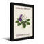 Plantes et fleurs plante violette avec fleurs mauves et blanches-1988661409-1988661410-1988661415