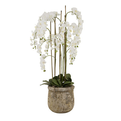 Annitta 153cm Plant in Pot