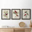 Pl 354 Louisiana Tanager - Ensemble de 3 peintures sur toile encadrées-384900196-384900199