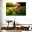 Golden retriever Brampt ensoleillé-106300216