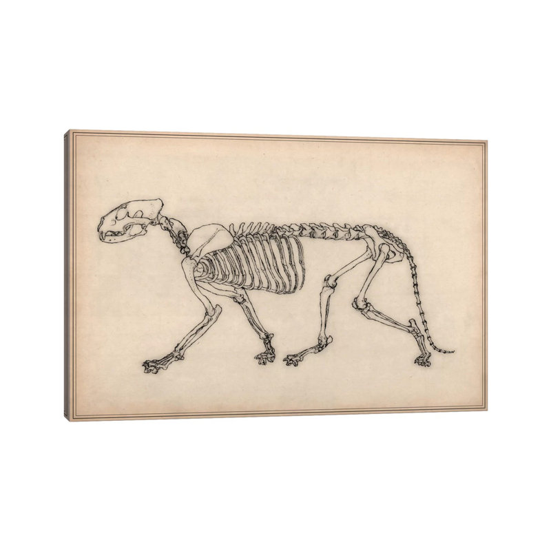 Tiger Skeleton Anatomy Drawing by Unknown Artist - Wrapped Canvas Gallery-Wrapped Canvas Giclée