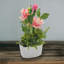 Nehamiah Hydrangea Arrangement in Vase