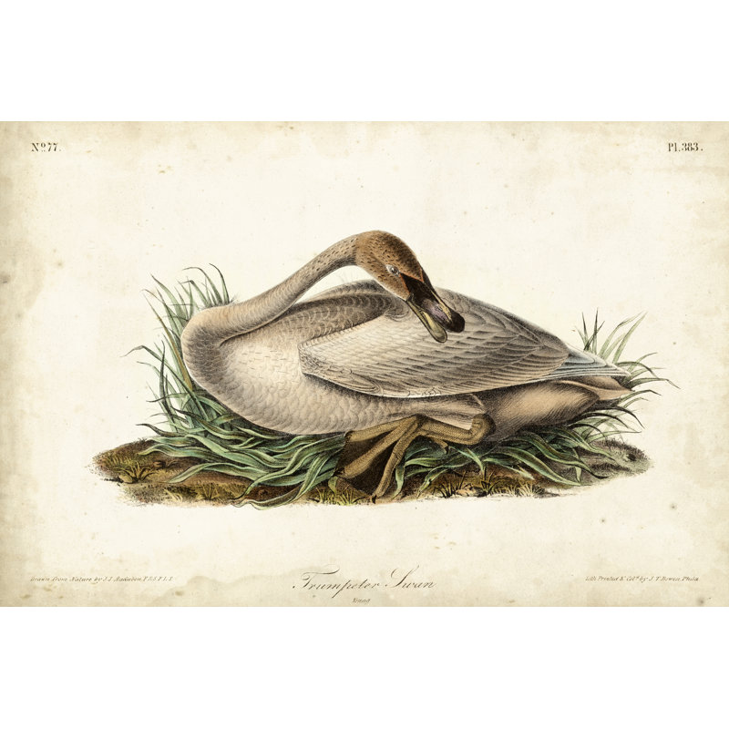 Trumpeter Swan II by John Audubon - Painting, 81 cm H x 122 cm W, Wrapped Canvas