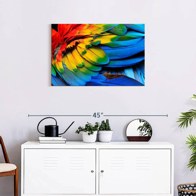 Brampt Macaw Bird Feathers