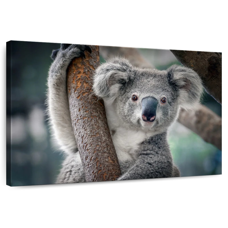 Brampt Happy Koala, 30" H x 45" W