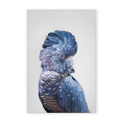 Nature Inspired Black Cockatoo by  - Picture Frame Photograph on Paper