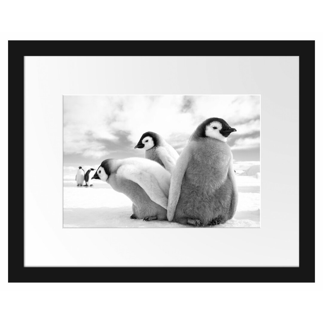 Kaiserpinguine Gerahmter Fotokunstdruck Poster