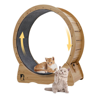 Roue de 39 po pour grand chat