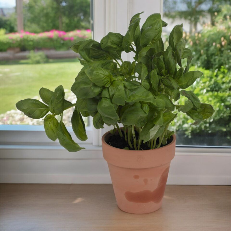 Thanh Pot Planter, 10 cm H x 10 cm W x 9 cm D
