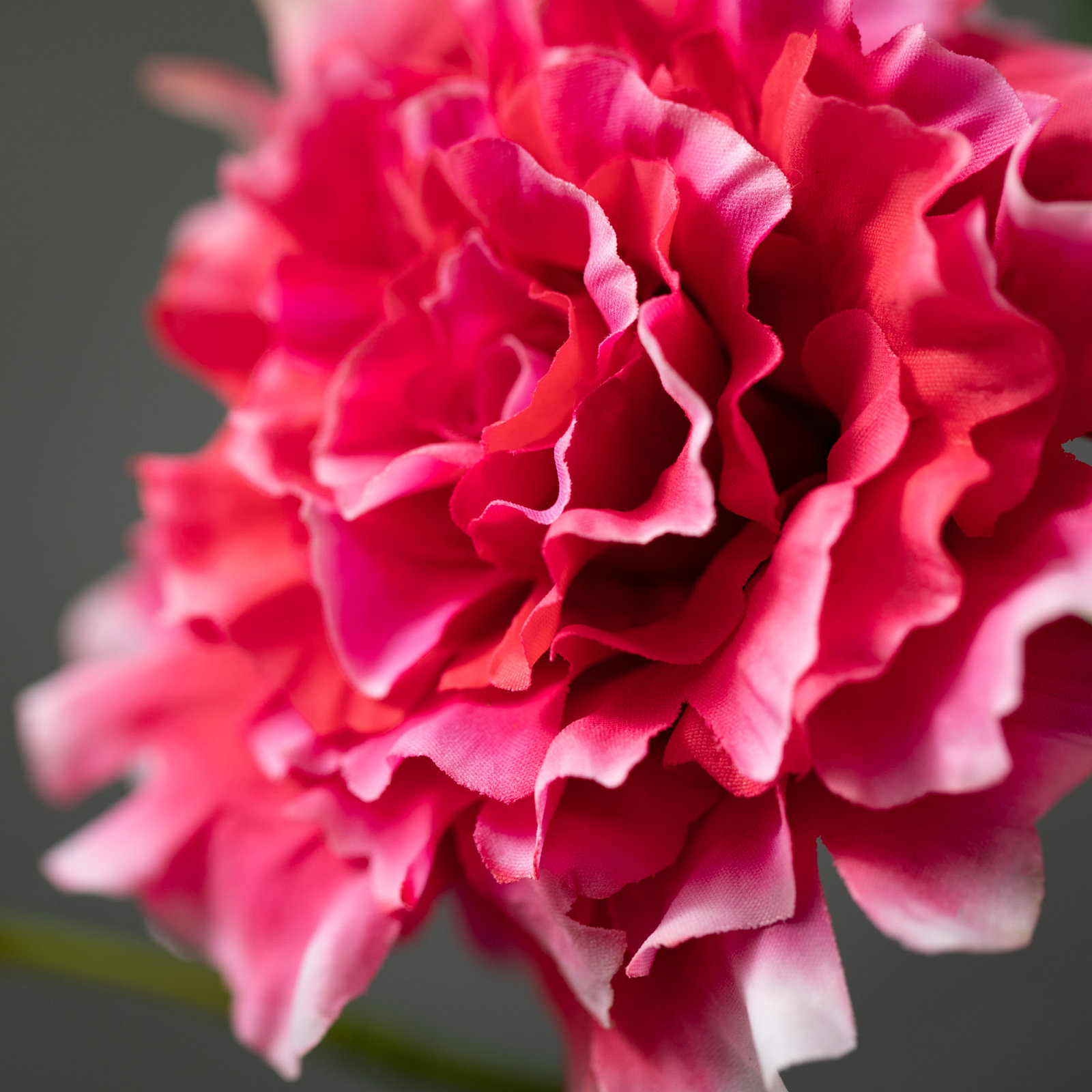 Lisianthus Flower Stems