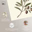 «Olive Branch Ballet I», art botanique rétro par Art Remedy-107784128-107784131