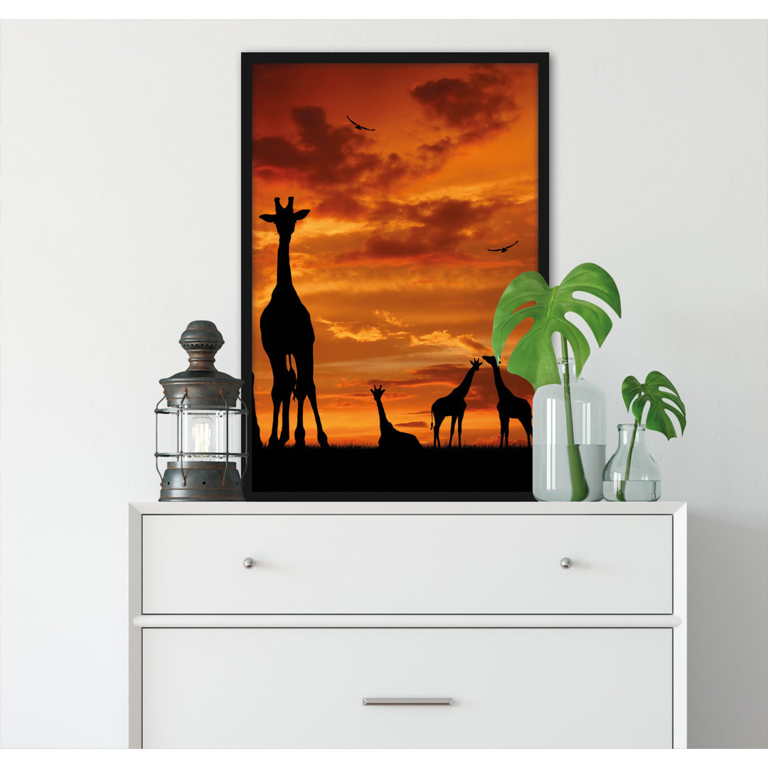 Gerahmtes Poster Afrika Giraffen im Sonnenuntergang