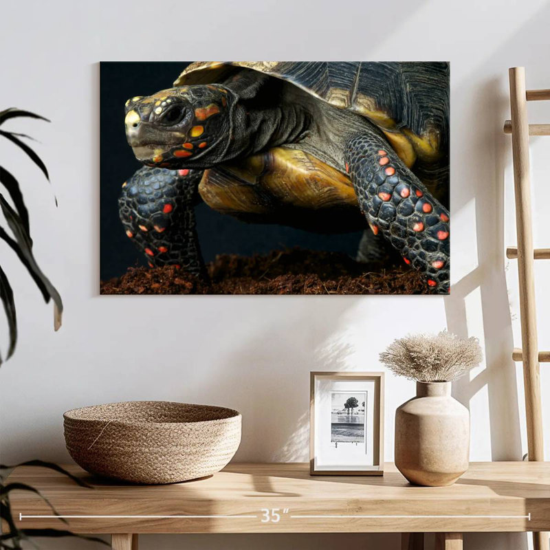 Red Footed Tortoise Species, 16" H x 24" W