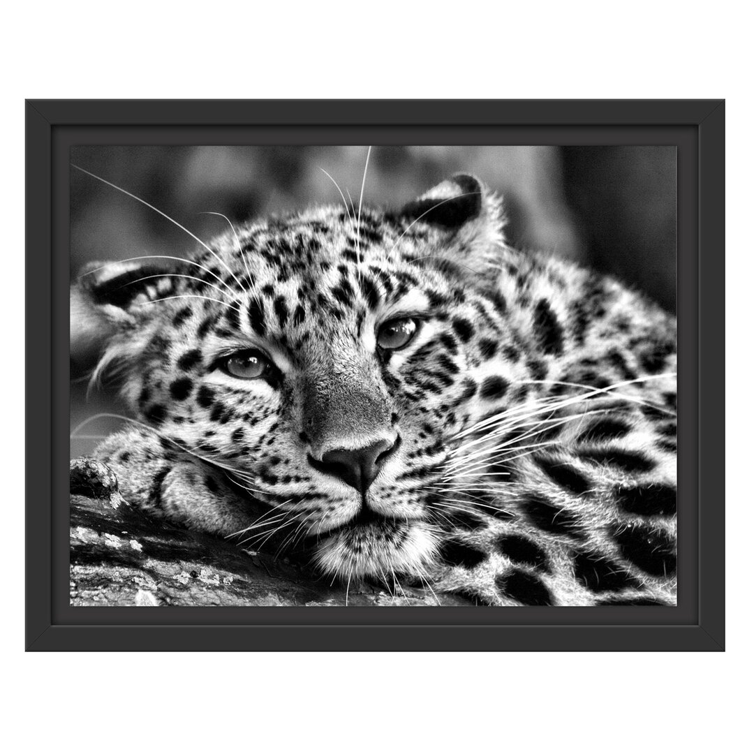 Gerahmtes Wandbild ruhender Leopard