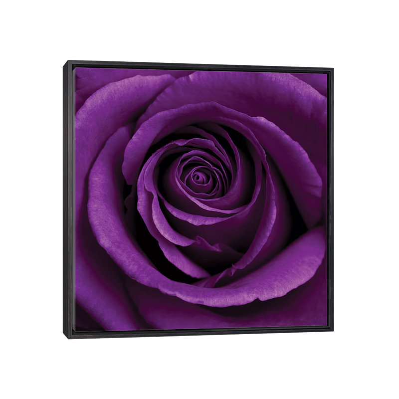 «Purple Rose I» par Tom Quartermaine - impression d'art graphique, H 18 po x l 18 po x 1,5 po, Cadre flottant noir patiné